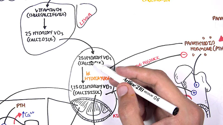 Endocrinology - Calcium and Phosphate Regulation
