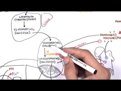 Video: Hvor opbevares calcitonin?