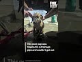 Firefighters rescue trapped dog