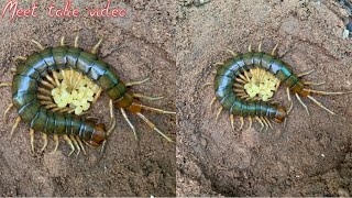 centipede eggs mother laying