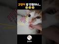고양이 밥안줬더니‼️😱