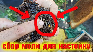 Как собрать восковую моль для настойки. Лекарство от многих болезней в руках пчеловода