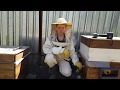 4. Развитие от пчелопакета до пчелосемьи.