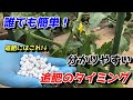 【ミニトマト】プランターでの追肥のタイミング これが1番おすすめ 【家庭菜園】