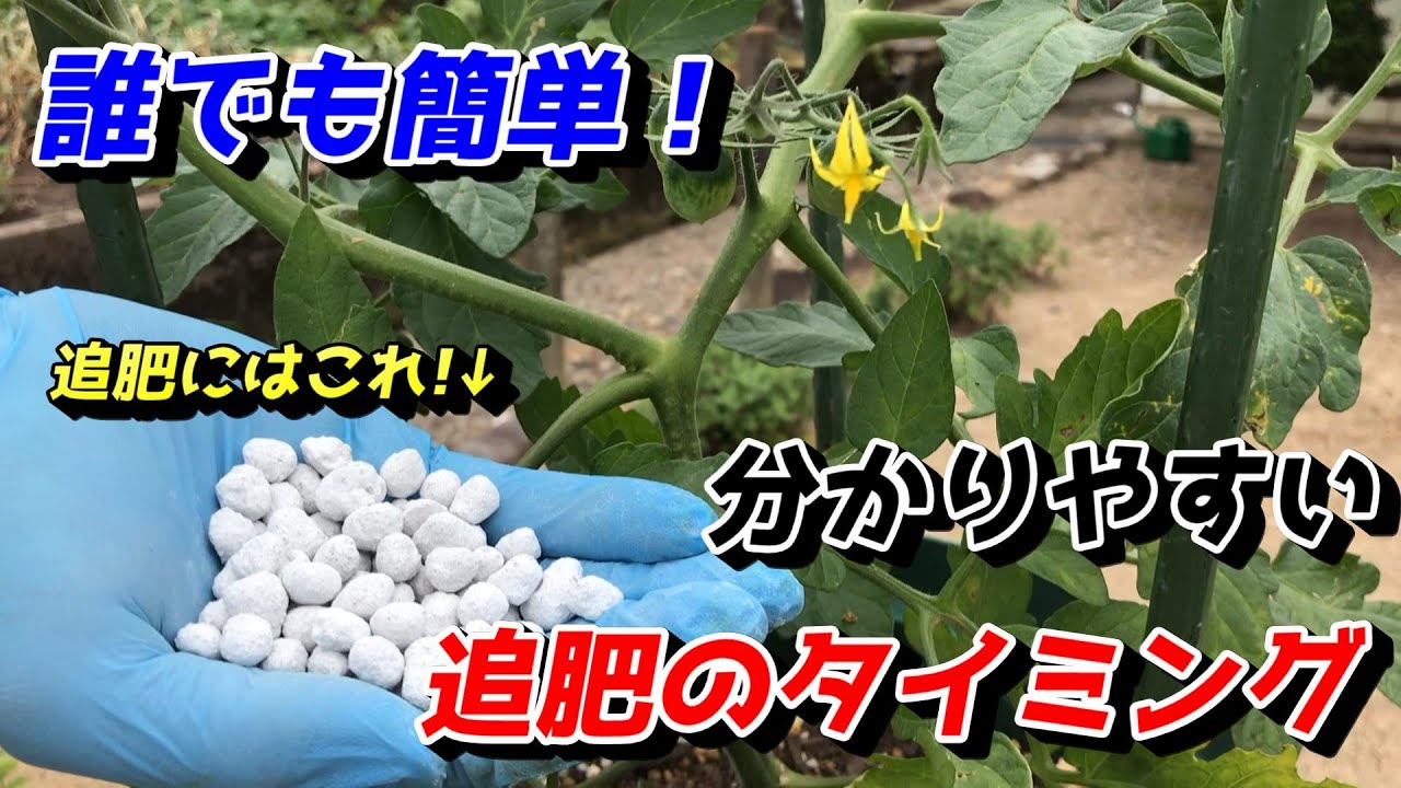 【ミニトマト】プランターでの追肥のタイミング　これが1番おすすめ　【家庭菜園】