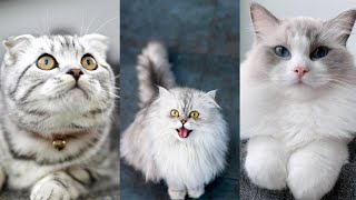 Những điều có thể bạn chưa biết về mèo | Pet Island #mèo #cat #kienthucchomeo #top #tiktok by Pet Island 56 views 1 year ago 3 minutes, 36 seconds
