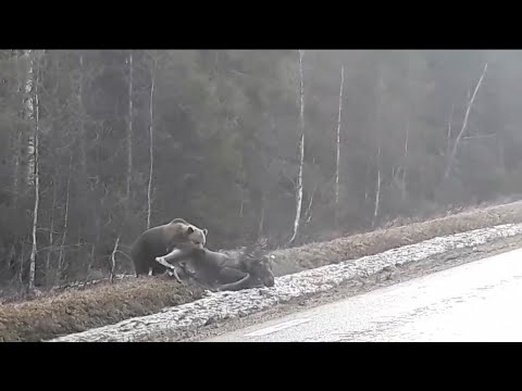 Video: Klekket ørn i stor bjørn?