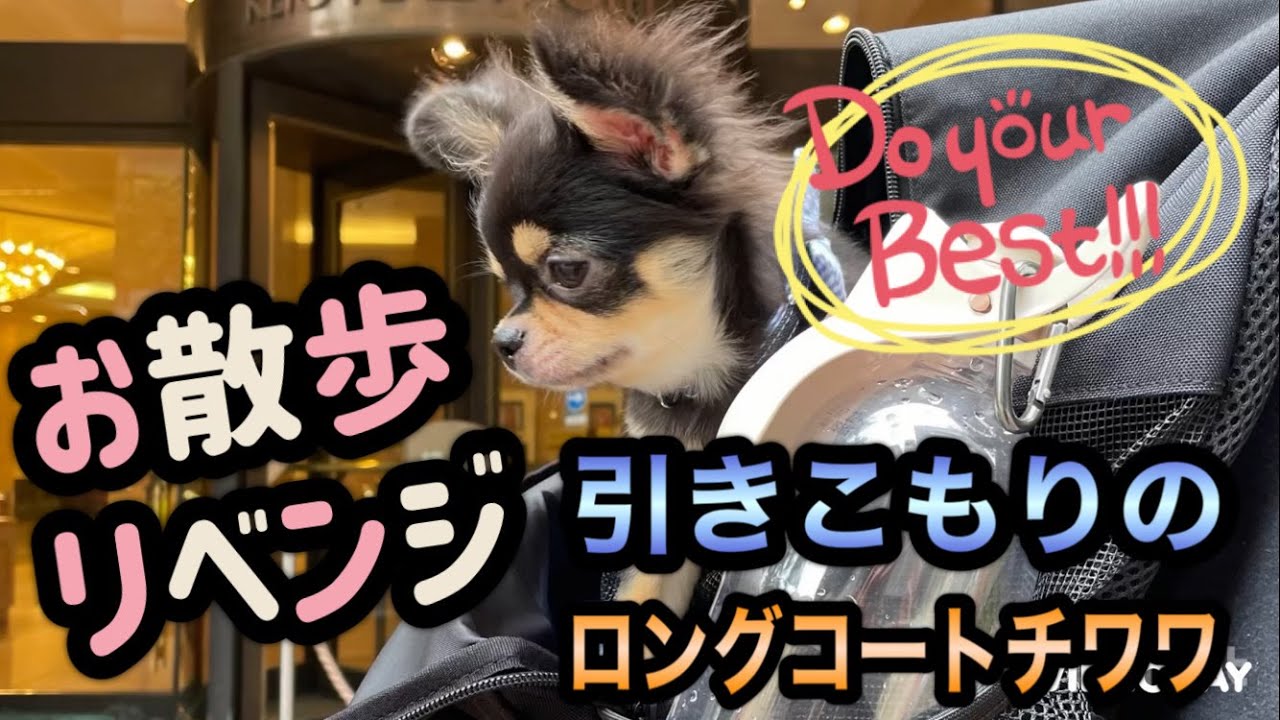 ロングコートチワワ ブラックタン 子犬の飼い方育て方 室内犬 初めて飼う チワワ お散歩嫌い 歩かない 散歩が大好きな犬 ペットおもしろ動画 ペット 大変なこと 可愛いチワワの映像 暴れん坊 大吉 Youtube