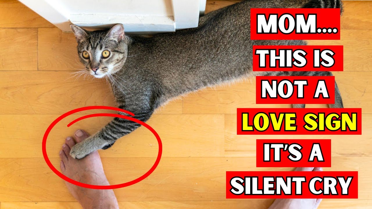 If Your Cat Blocks Your Path , They're Secretly Trying to Tell You...