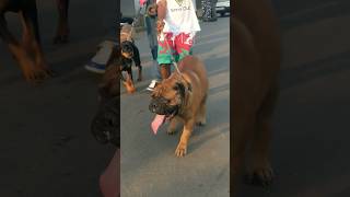 Dogs walk the street #dog #shorts #bullmastiff