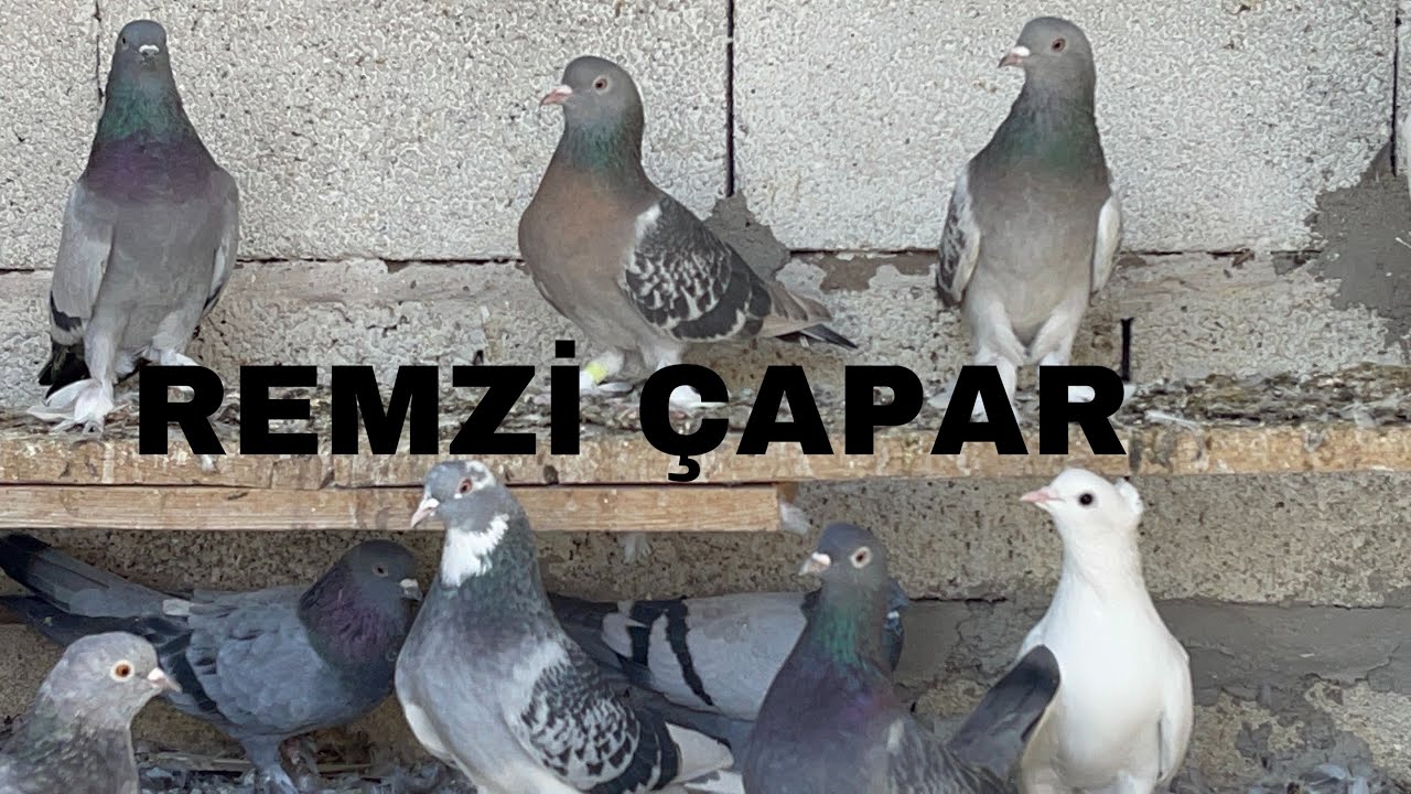 Remzi Çapar  10000 Güvercin - KAYSERİ GÜVERCİN
