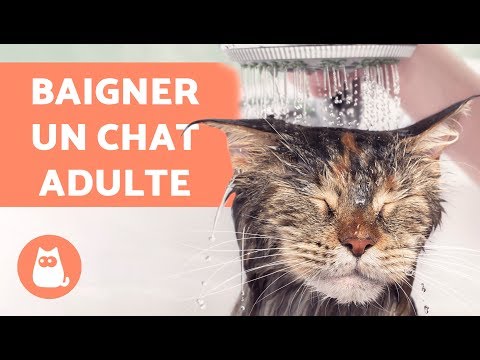 Vidéo: Comment Donner Un Bain à Un Chat