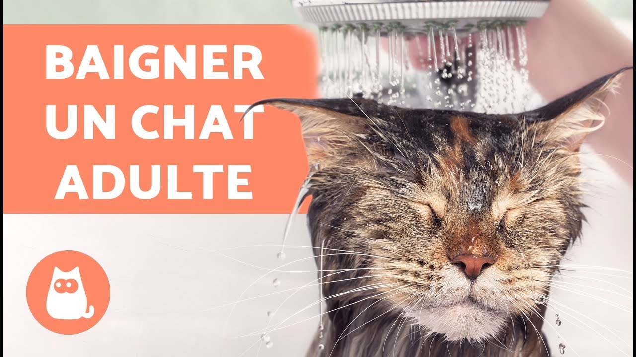 Comment Faire Prendre Un Bain A Un Chat Adulte Pour La Premiere Fois Youtube