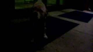 Pearl The Female Pit Bull