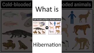 What is Hibernation | Why Lizards Frogs And Snake Disappear During Winters | Two Types of Animals