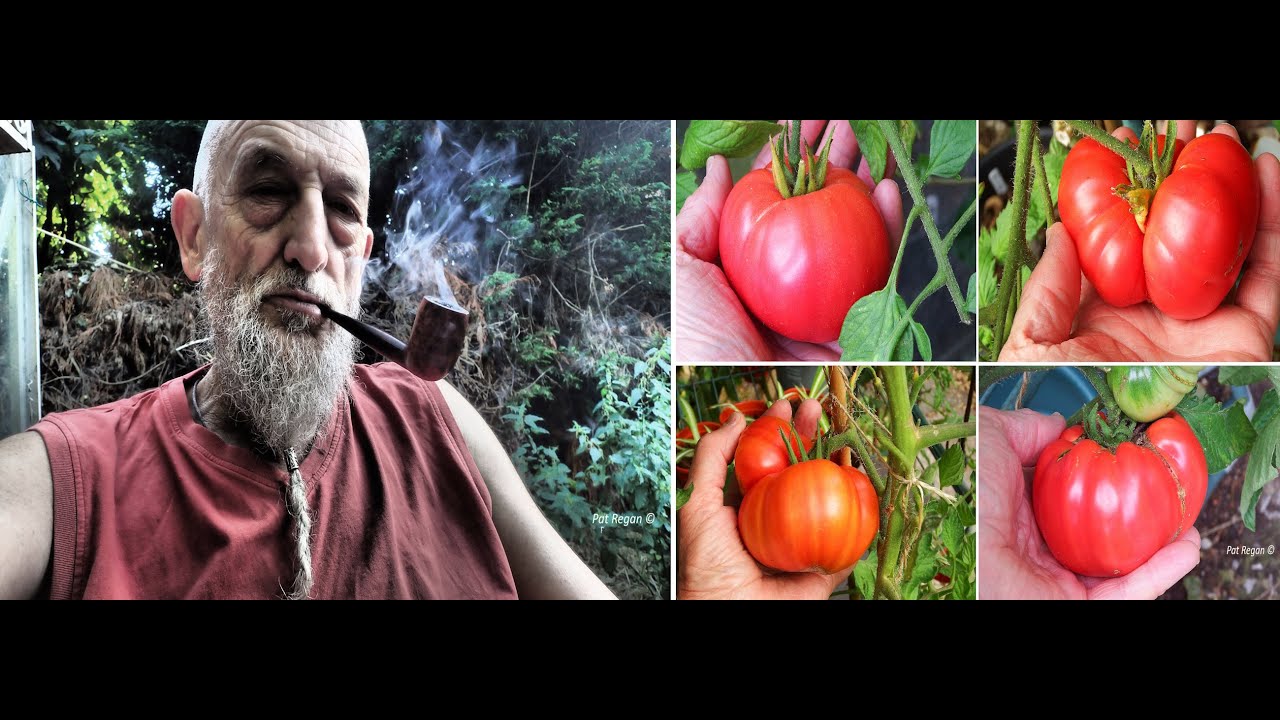Tomatoes, Condor, and the Mystery Pipe