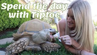 A day in the life of Tiptoe my 175 pound tortoise