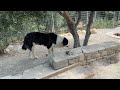 Sultana Enjoying Life Without A Chain Around her Neck! - Takis Shelter
