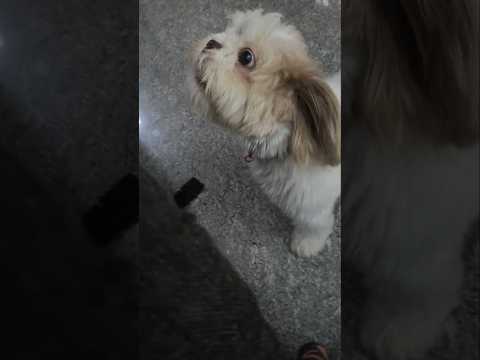 ദേഷ്യം വന്നിട്ട് കണ്ണുകാണുന്നില്ല പെണ്ണിന് #viral #puppy #milkey #trending #pets #love #cute #now