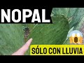 🌵 Nopal Verdura ¿Es RENTABLE? Cuánto produce en TEMPORAL‼ Parte 1