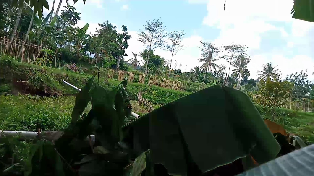 Banyak nya hama burung Pipit 