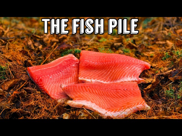 We Left a PILE OF FISH in the Woods. Here's what Happened! Trail Camera: The Fish Pile