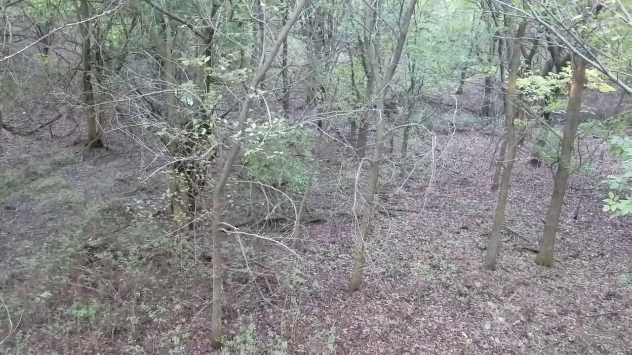 Whitetail Buck VS Bobcat YouTube