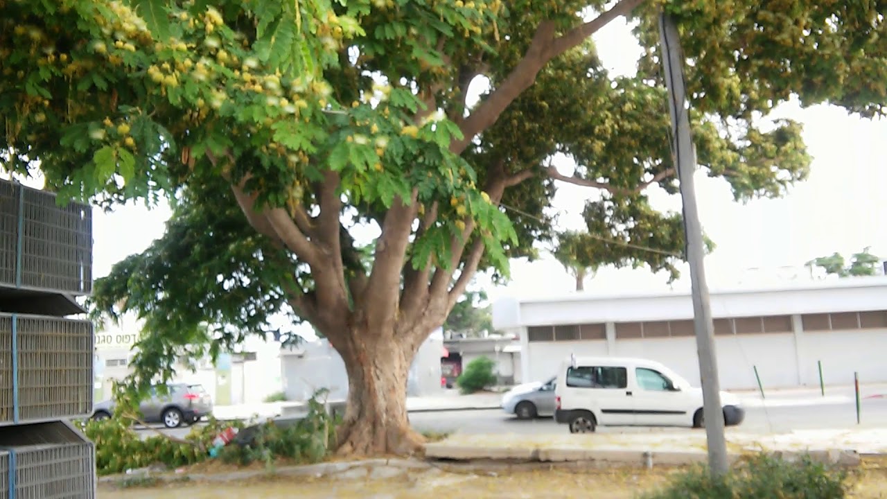 Шелковая Желтая Ленкоранская Акация. Альбиция. - YouTube