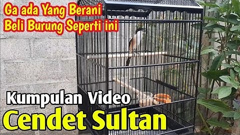 JARANG ADA YANG MAMPU BELI BURUNG CENDET SEMEWAH INI 🔴 MATERI TENGKEK BUTO NYERET, GEREJA TARUNG