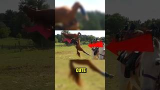 Animals that look cute but can kill you😱 #funfacts #animals Profile