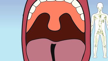 Video 14 Lymph System