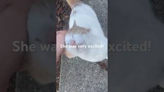 Cute Stray Cat Was Excited to See Me!