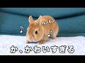 新作ダンスを披露するうさぎが可愛すぎた