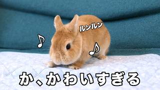 新作ダンスを披露するうさぎが可愛すぎた
