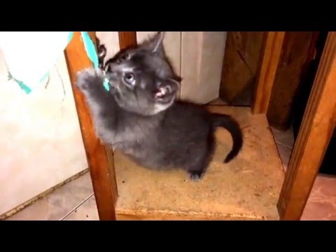 Vídeo: O Esquivo Povo Gato Britânico - Visão Alternativa