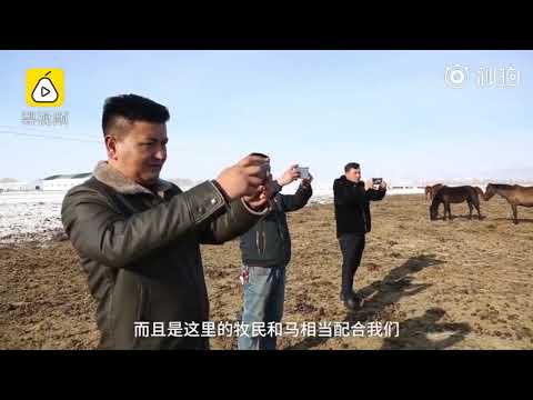 场面太震撼！新疆雪地万马奔腾