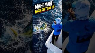This Mahi Mahi Fought Until the Very End! 🔥 #MahiMahi #FishingShorts #SportFishing