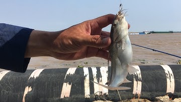 ĐI CÂU CÁ ÚC CẢNG TÂN TẬP LONG AN