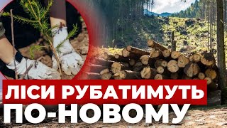 Суцільних Вирубок Не Буде: В Україні Впроваджують Європейську Практику Догляду За Лісами