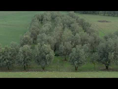Through The Olive Trees 1994 - End Scene