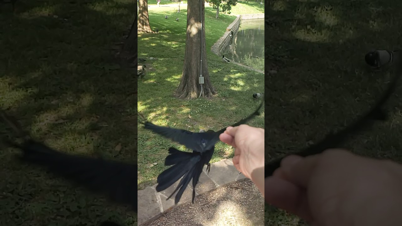 Slow motion flight of male grackle.