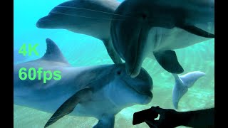 Dolphins Thrilled Watching Movies through the glass, 4K 60fps