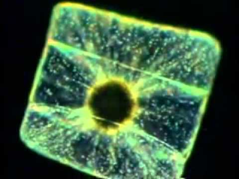 Video: Mikropatterning Av Celler Avslører Chiral Morfogenesis