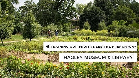 Training Our Fruit Trees The French Way | Hagley Museum & Library