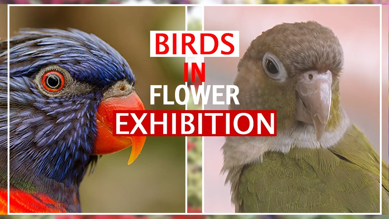 Attractive Birds in Flower Exhibition Islamabad YouTube