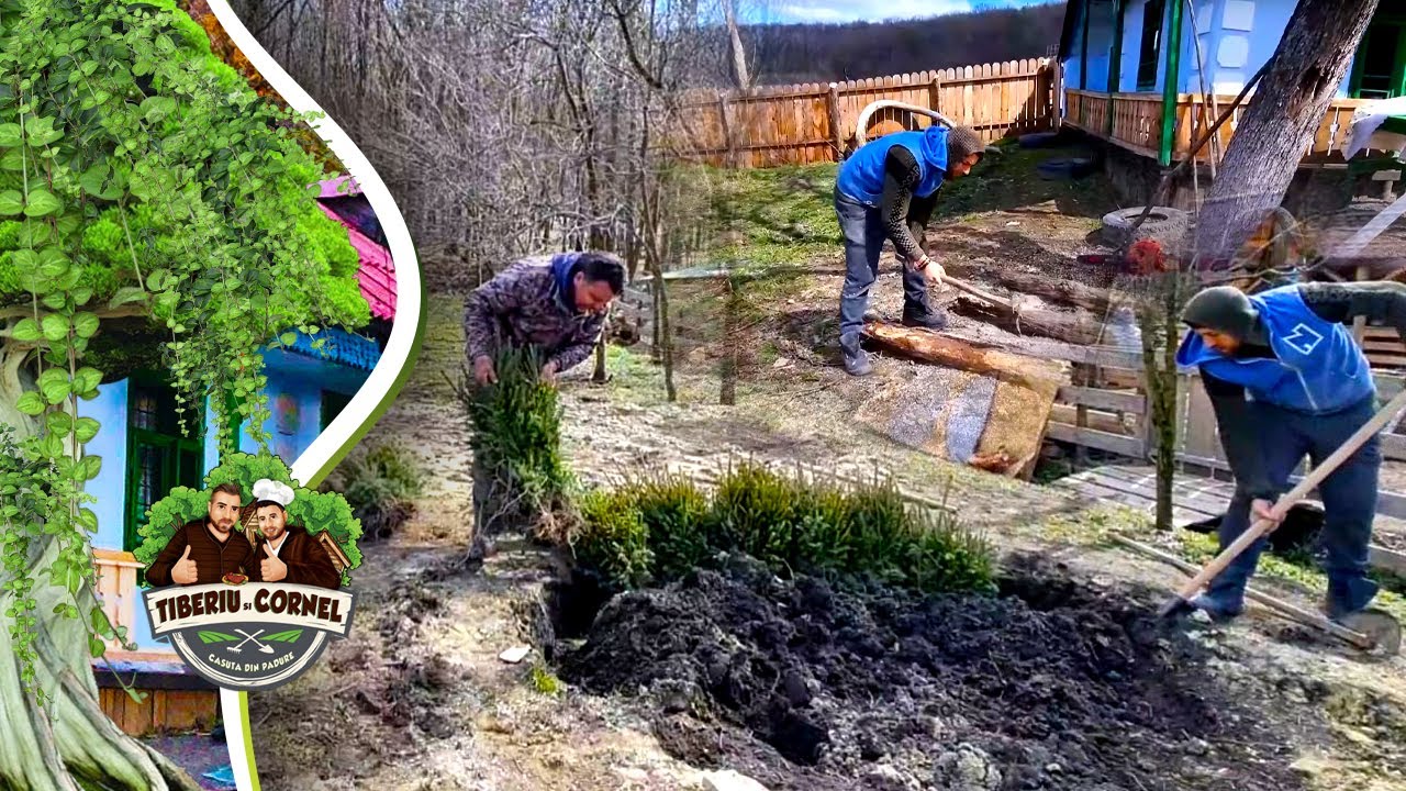 Am primit de la Domnul Turcea 500 de puieți de brad pentru casuta din padure! Partea 1
