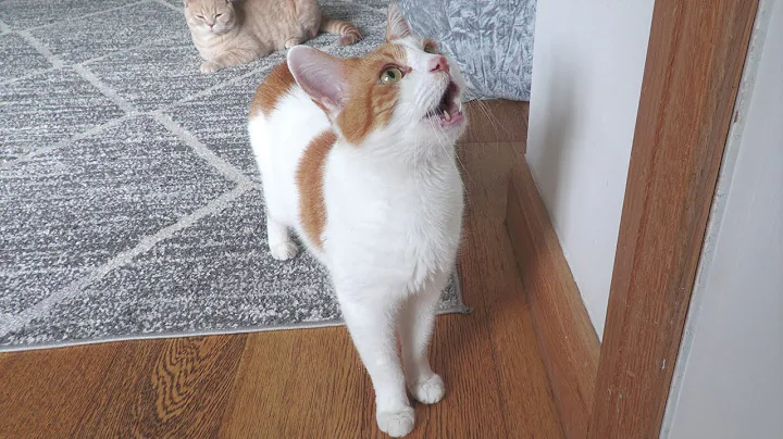 Watch the video about Cat Meowing To Go Outside
