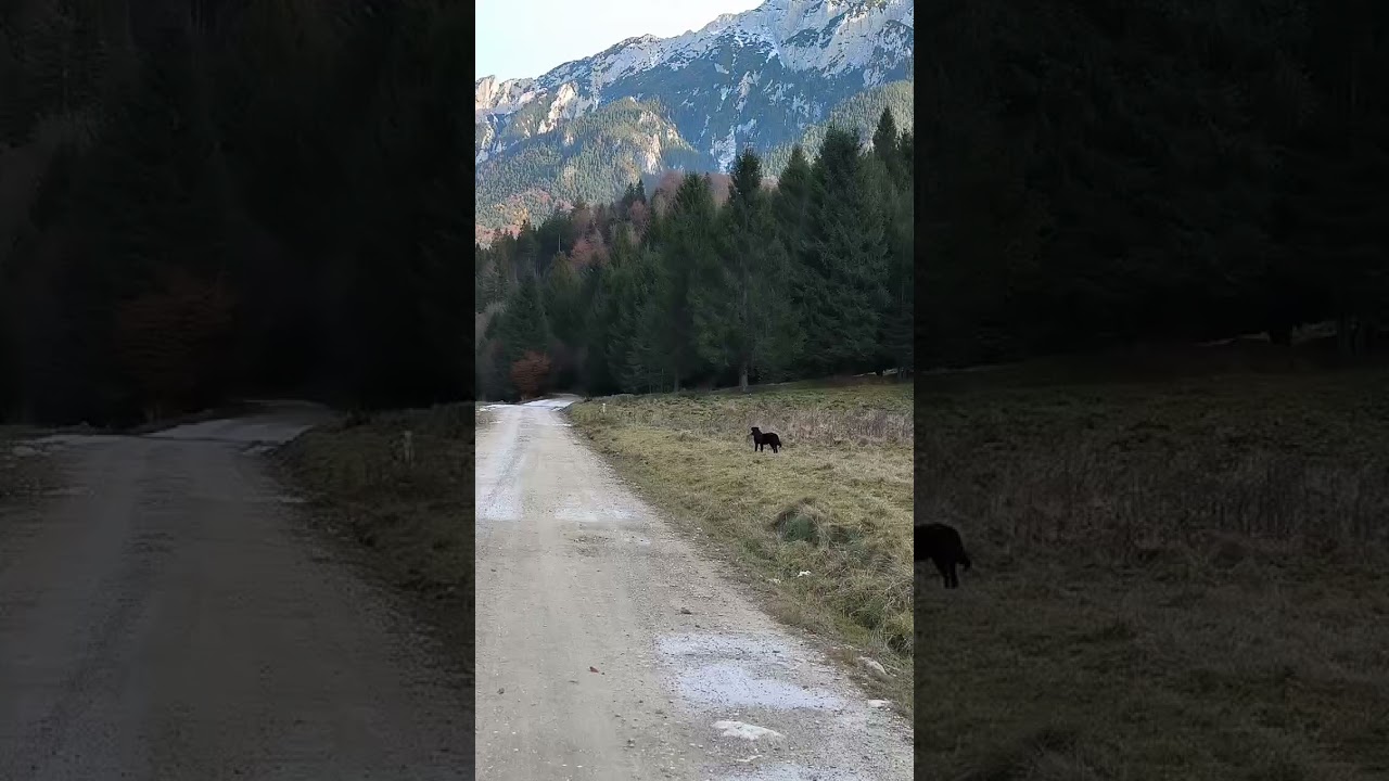 193 | The Tree That Bleeds Red 😳🌳 | Nature’s Mysterious Dragon Tree! 🐉❤️