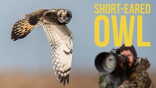 Photographing OWLS using Nikon Z9 | Camera Settings to get SHARP images | Wildlife Photography