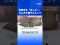 カルガモ親子 道に残され大ピンチ!警察が救出も…「まじか!」 待ち受けていた更なる困難!かわいい家族の運命は!?|TBS NEWS DIG #shorts